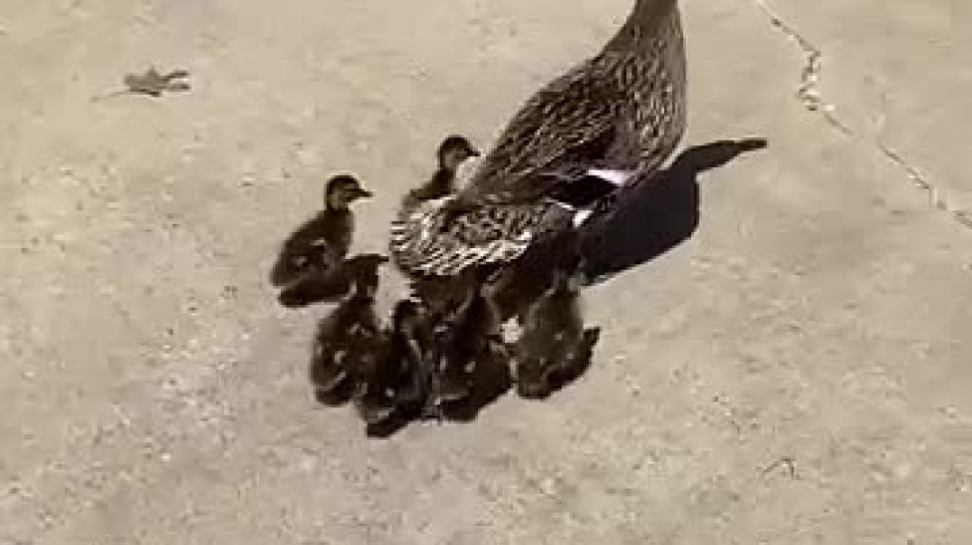 Hero woman attempting to save baby ducks from storm drain(