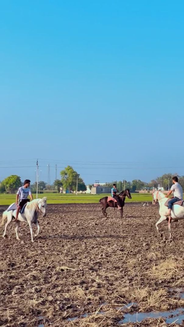 Horse Riding in the farm #shonkisardar